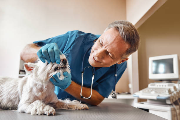 Best 24-Hour Emergency Dental Care in Lawrenceburg, TN